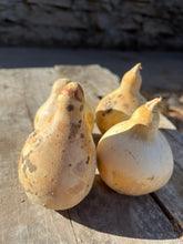 Load image into Gallery viewer, Dried Pear Gourds