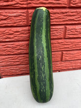 Load image into Gallery viewer, Zucchini RETURNING 2026
