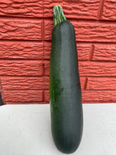 Load image into Gallery viewer, Zucchini RETURNING 2026