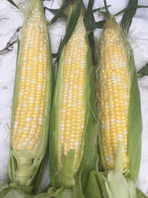 Load image into Gallery viewer, Sweet Corn COMING BACK SUMMER 2026
