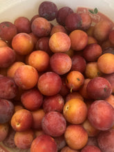 Load image into Gallery viewer, Wild Plum Jelly