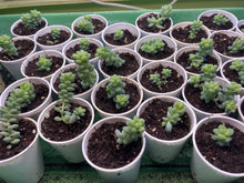 Load image into Gallery viewer, Burrows Tail Plant - Sedum morganianum