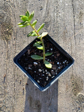Load image into Gallery viewer, Succulent Jade Plant