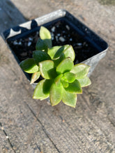 Load image into Gallery viewer, Succulent Jade Plant