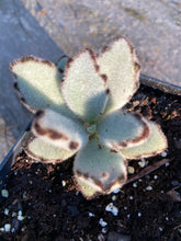 Load image into Gallery viewer, Panda Bear Kalanchoe