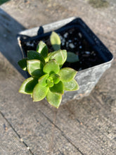 Load image into Gallery viewer, Succulent Jade Plant