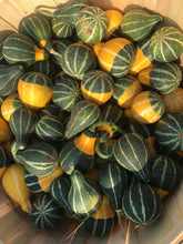 Load image into Gallery viewer, pear gourds yellow and green