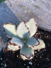Load image into Gallery viewer, Panda Bear Kalanchoe