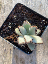 Load image into Gallery viewer, Panda Bear Kalanchoe