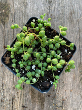 Load image into Gallery viewer, String of Pearls or String of Beads Plant Senecio rowleyanus