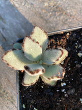 Load image into Gallery viewer, Panda Bear Kalanchoe