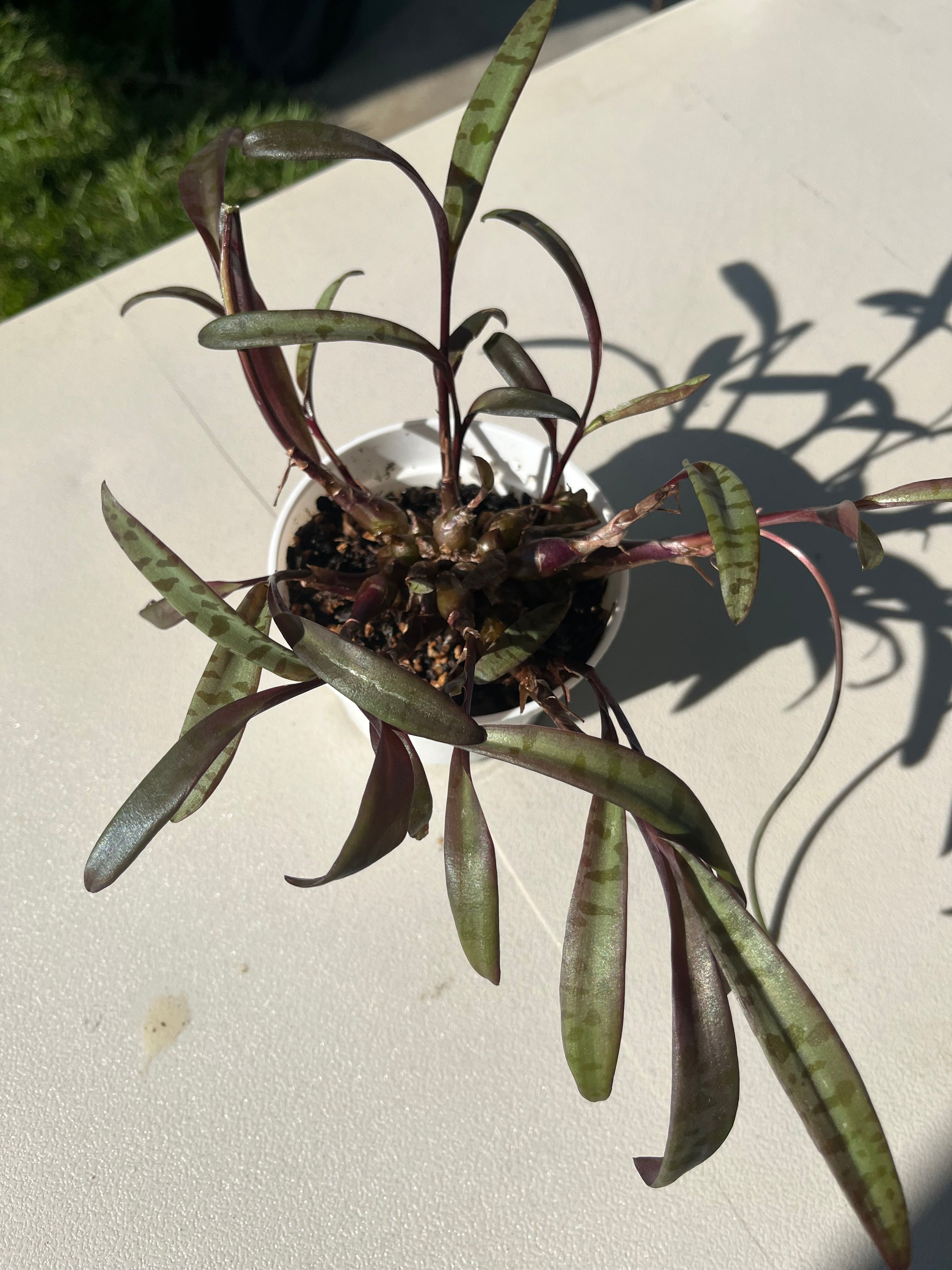 silver squill succulent Silver Squill – Freed Produce Farms, LLC