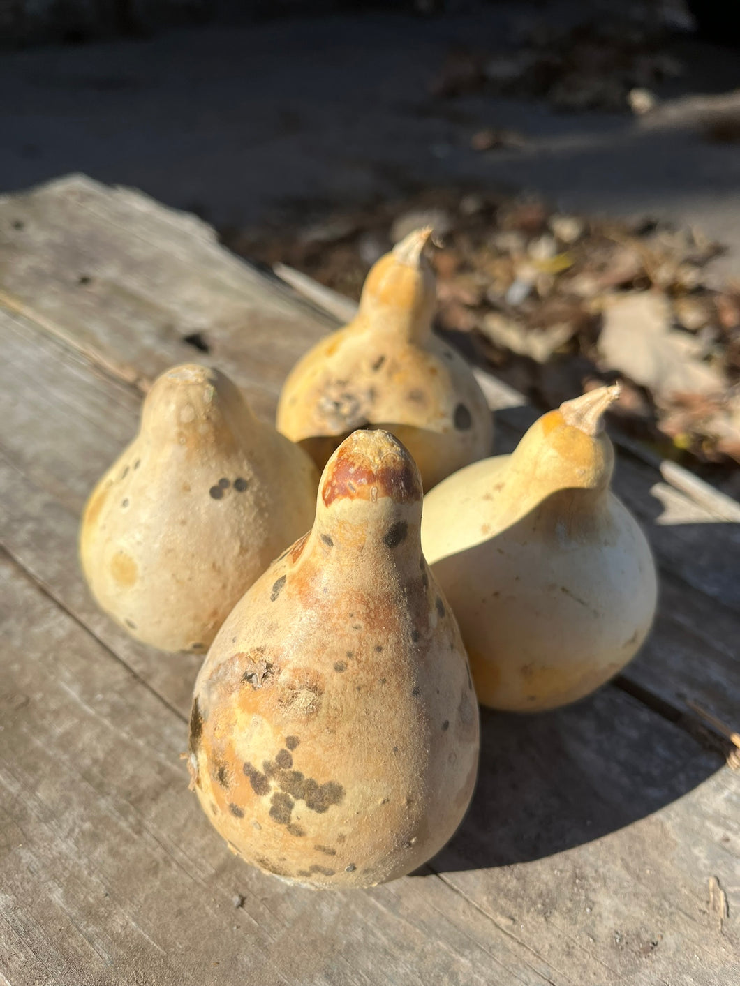 Dried Pear Gourds