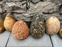 Load image into Gallery viewer, Dried Gourd

