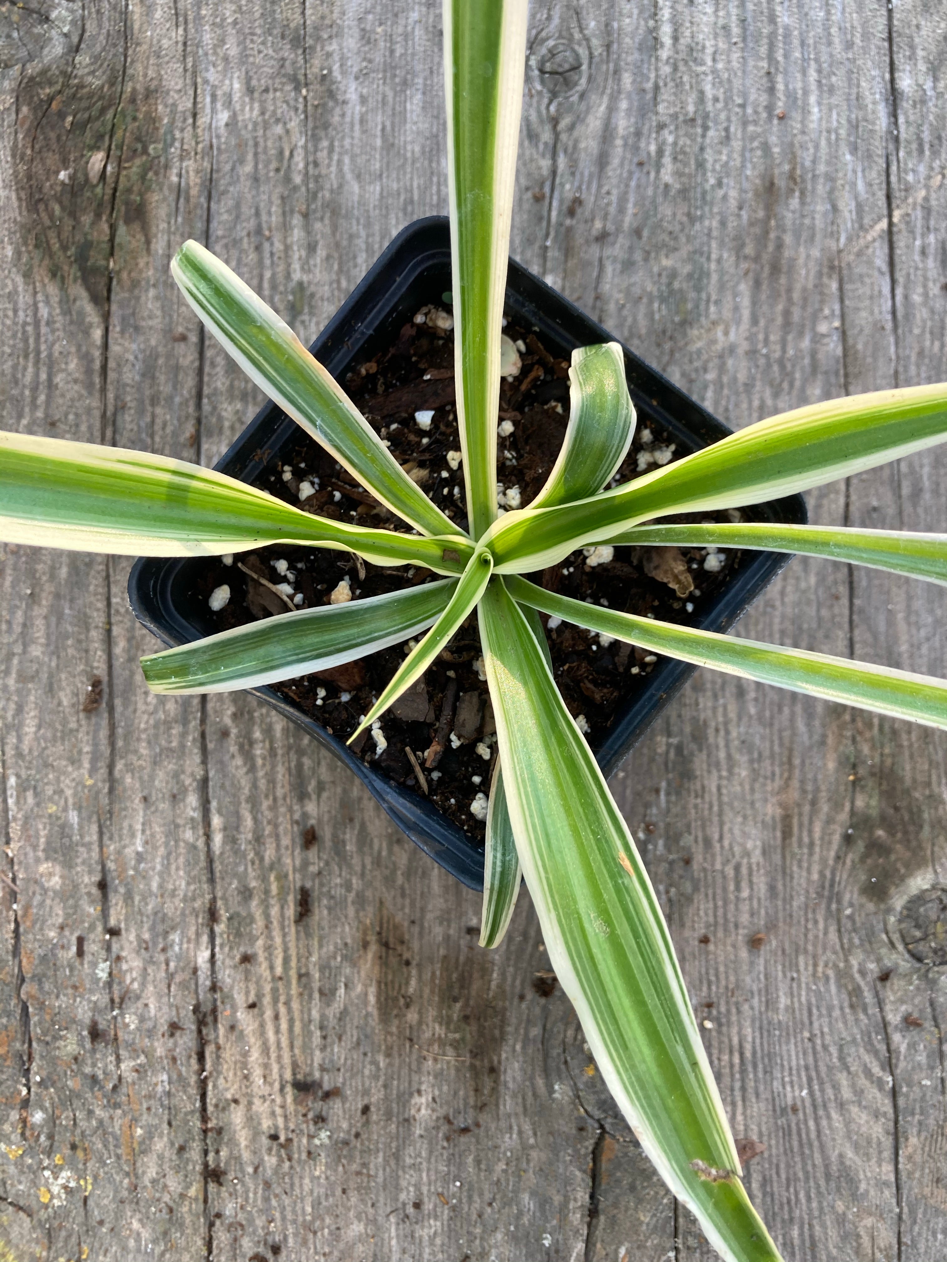 airplane spider plant Spider Plant or Airplane Plant Chlorophytum comosum – Freed Produce Farms, LLC