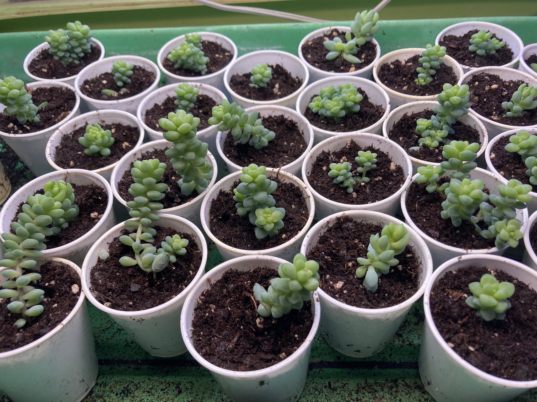 succulent tail plant Burrows Tail Plant