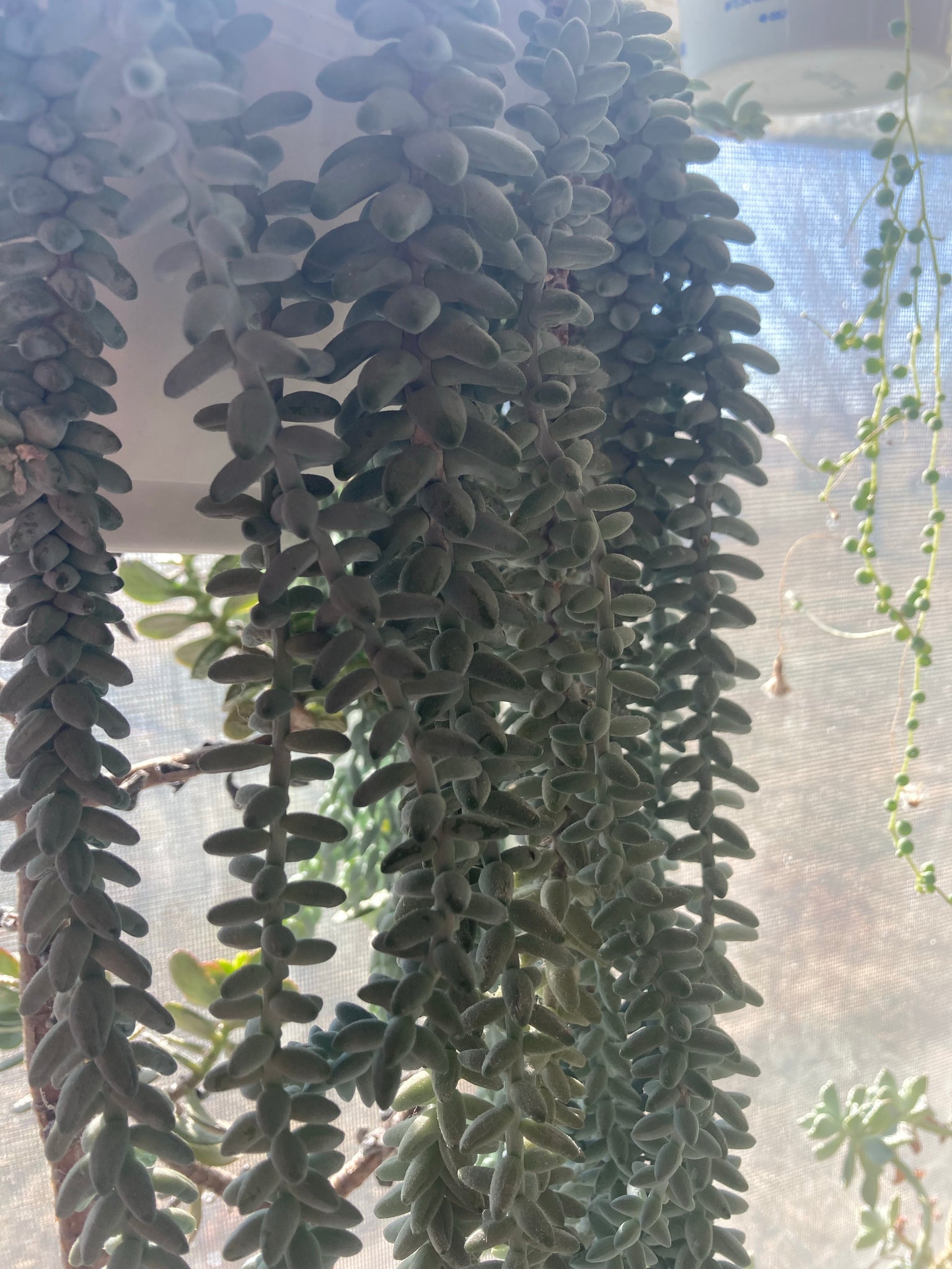 burrow succulent Burrows Tail Plant