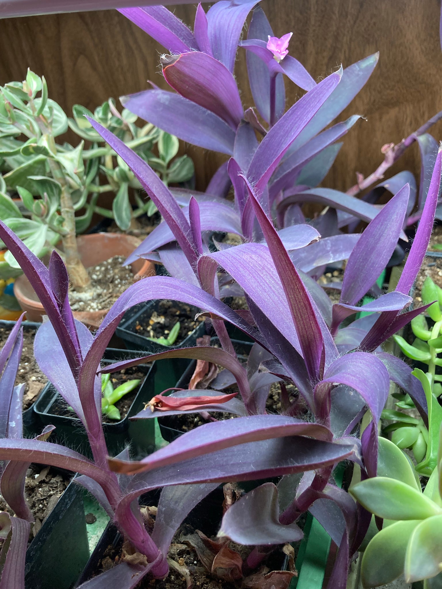 tradescantia pallida succulent Tradescantia Pallida 'Purple Queen' (Purple Spiderwort), Size 12 18" By White Flower Farm