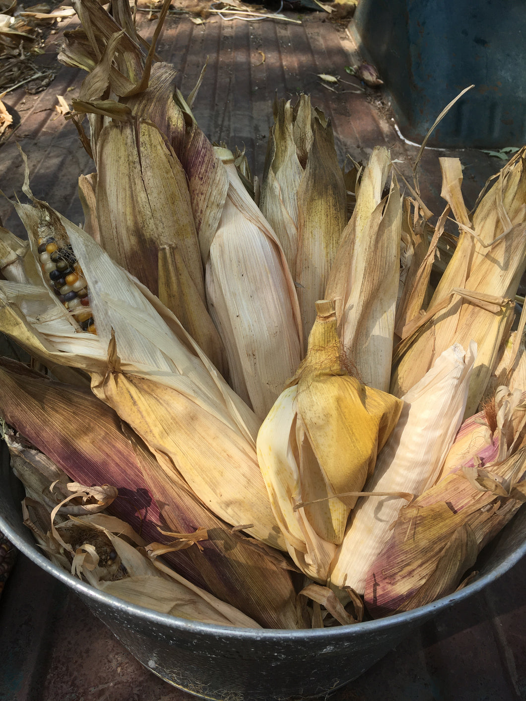 Ornamental Mystery Corn Ears - Local Pickup