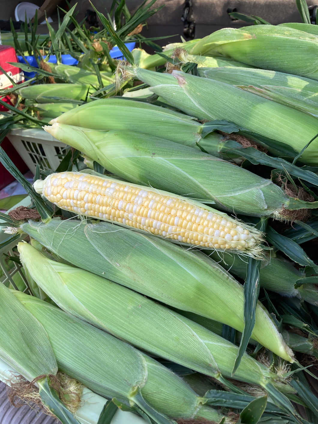 Sweet Corn COMING BACK SUMMER 2025