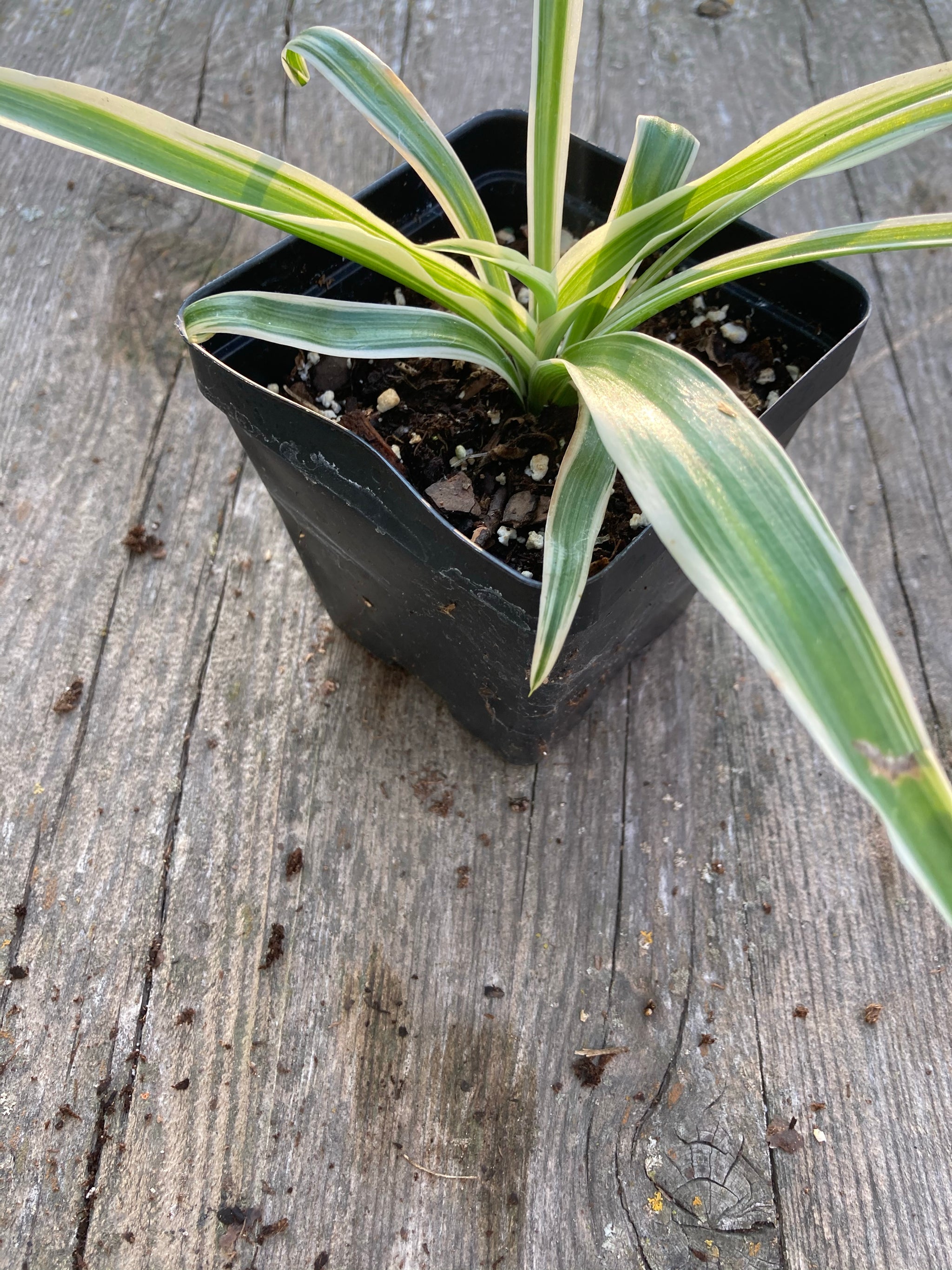 Spider Plant or Airplane Plant Chlorophytum comosum – Freed Produce Farms,  LLC