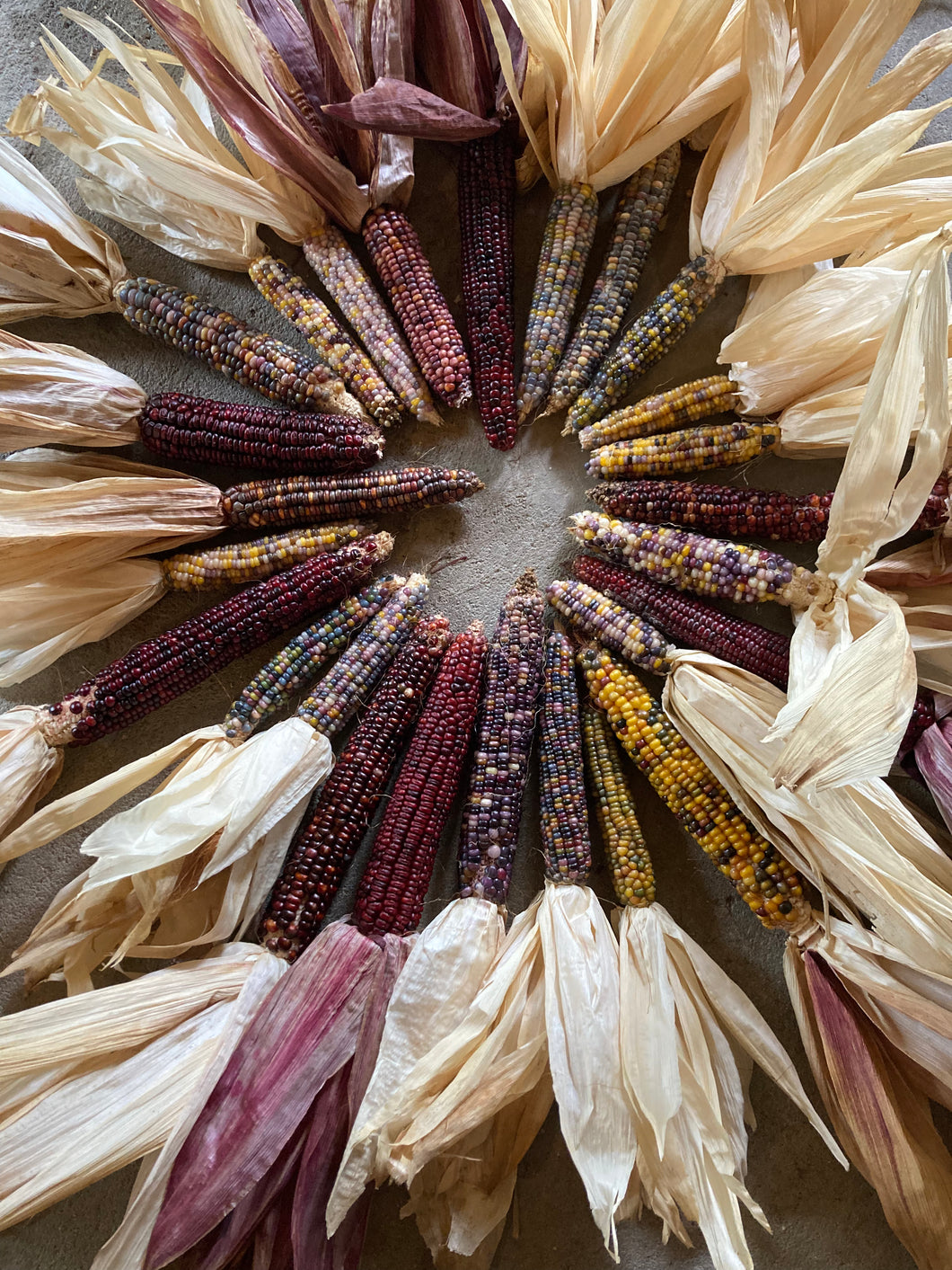 Ornamental Corn /Indian Corn Bundle of 3 with Husks - Local Pickup