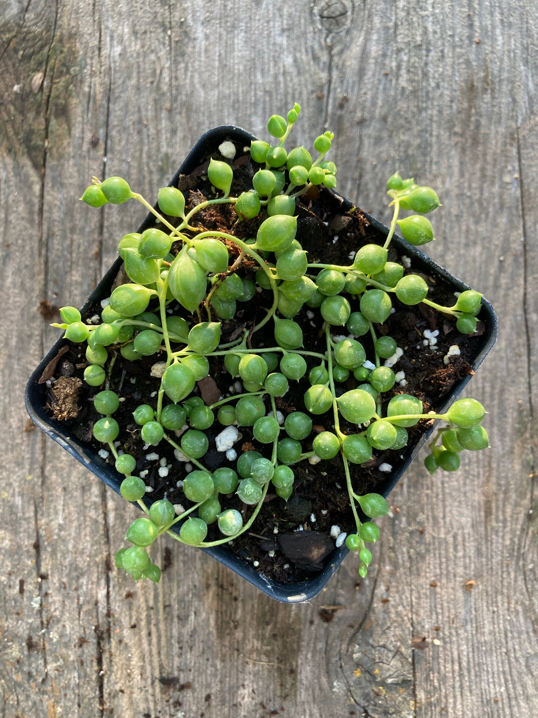 String of Pearls or String of Beads Plant Senecio rowleyanus