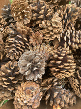 Load image into Gallery viewer, Pine Cones - Ponderosa  and Scotch Pine
