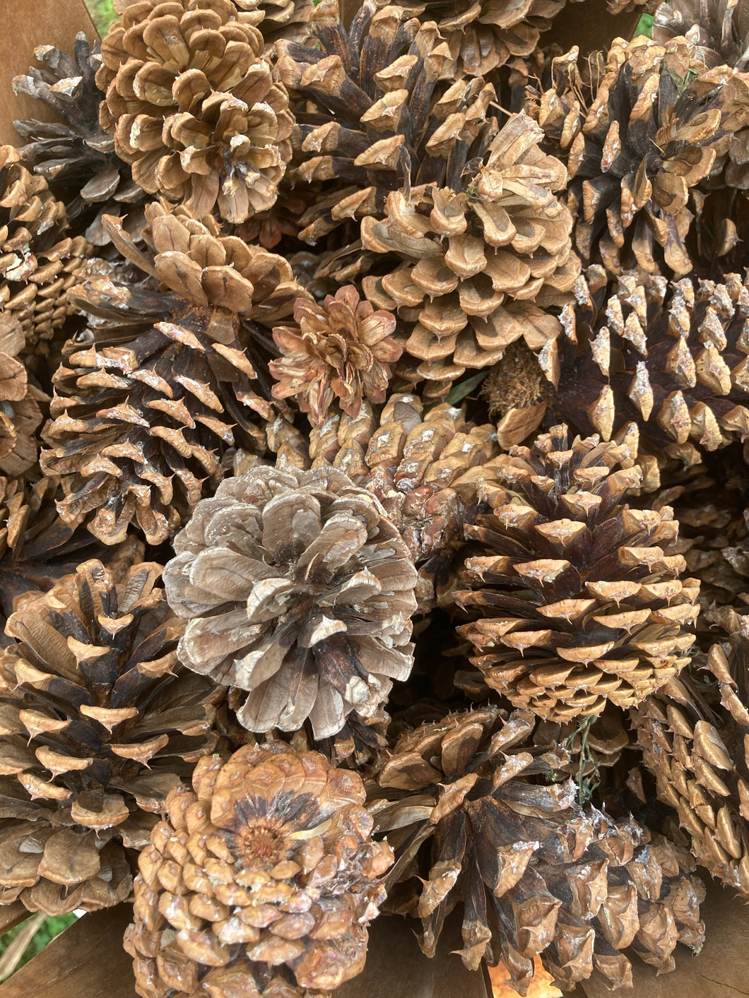 Pine Cones - Ponderosa  and Scotch Pine