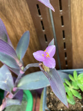 Load image into Gallery viewer, Tradescantia pallida Plant
